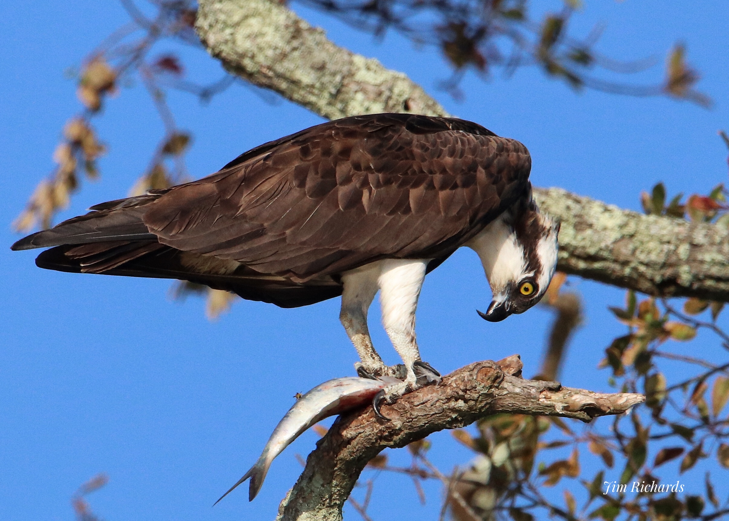 Osprey with fish fws gov